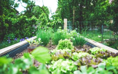 Best Vegetable Gardening Books For Beginners