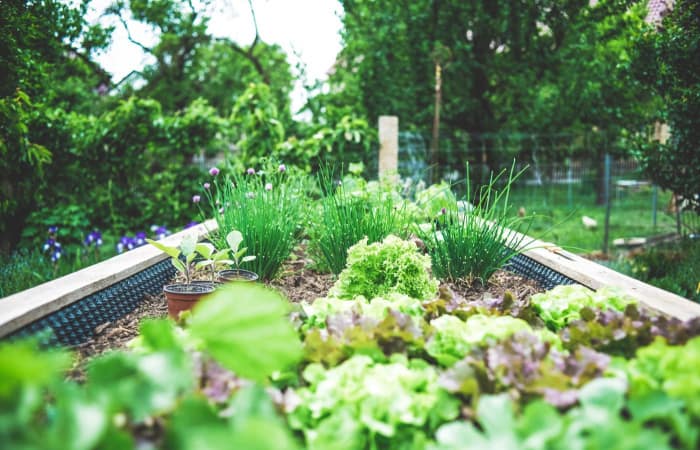 Best Vegetable Gardening Books For Beginners