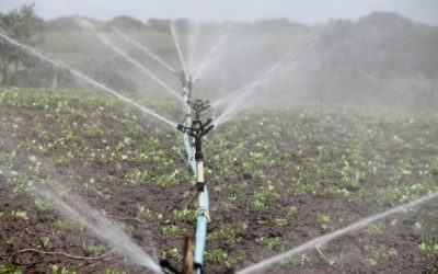 Best Irrigation System for Vegetable Garden