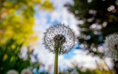 Weed Killer for Vegetable Garden