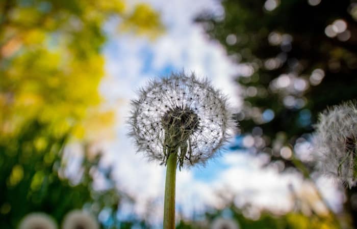 Weed Killer for Vegetable Garden