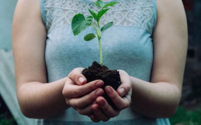 Best Vegetable Garden Soil