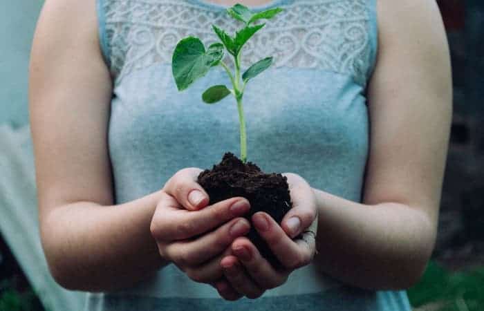 Best Vegetable Garden Soil