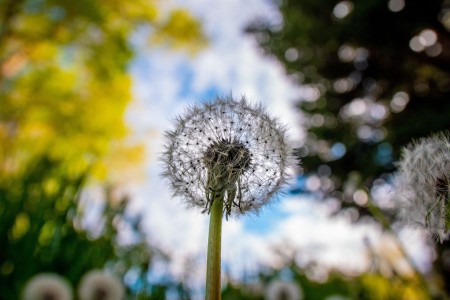best weed killer around vegetable garden