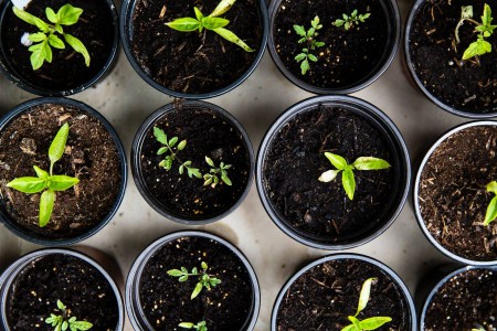 must have vegetable gardening tools