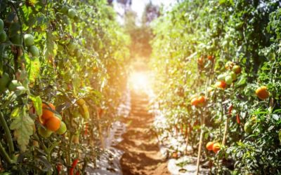 The Best Vegetable Garden Layout Plans and Spacing for Plants