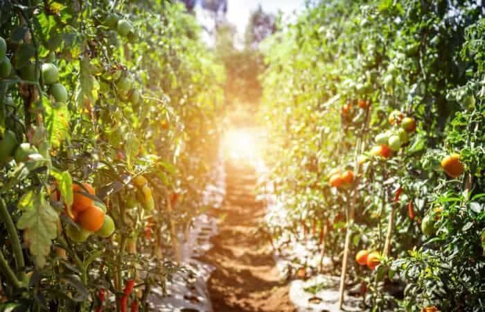 The Best Vegetable Garden Layout Plans and Spacing for Plants