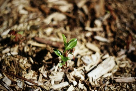 wood mulch in vegetable garden