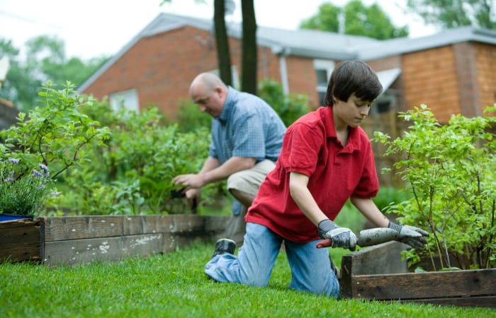 Best Vegetable Garden Fertilizer