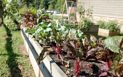 Vegetable Garden Edging Ideas