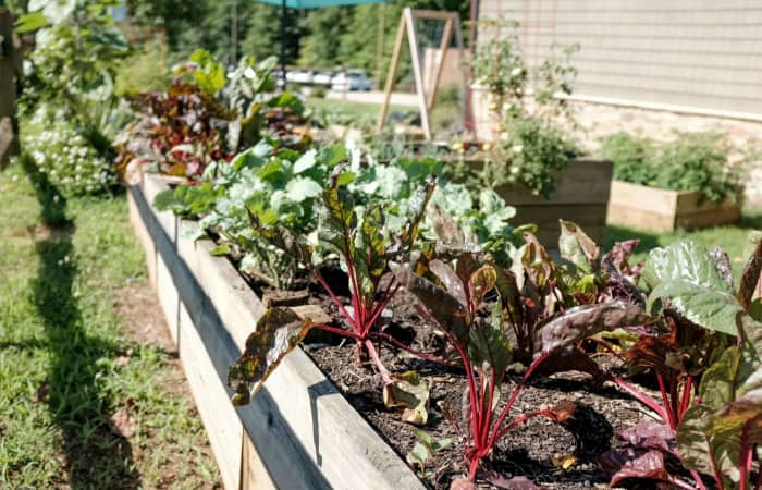 Vegetable Garden Edging Ideas