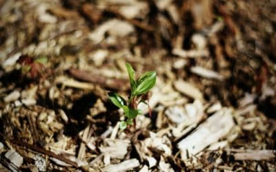 Best Vegetable Garden Mulch