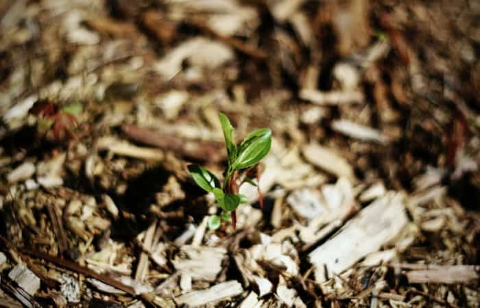 Best Vegetable Garden Mulch