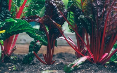 Partial Shade Vegetables: What Vegetables Grow in Partial Shade