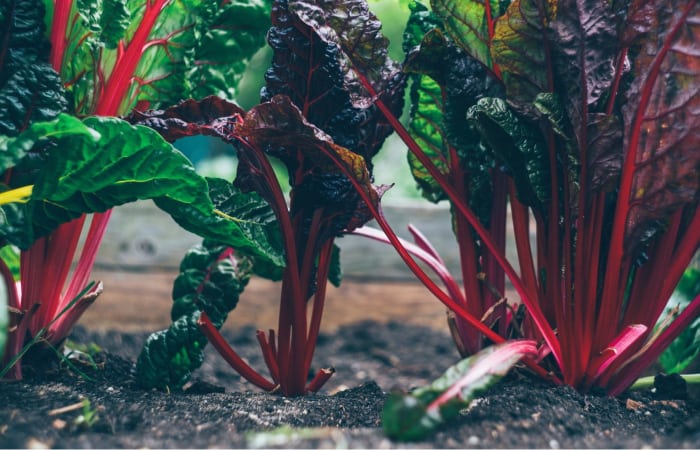Partial Shade Vegetables: What Vegetables Grow in Partial Shade