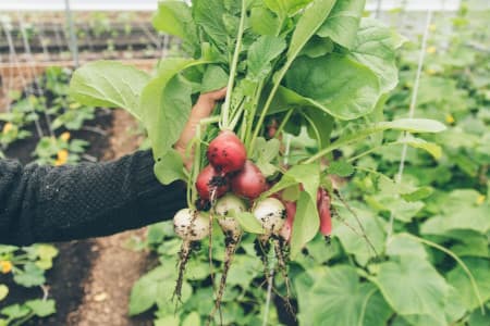 how to plan your vegetable garden layout
