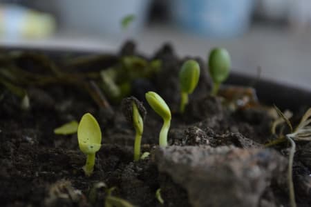 great soil for vegetable garden