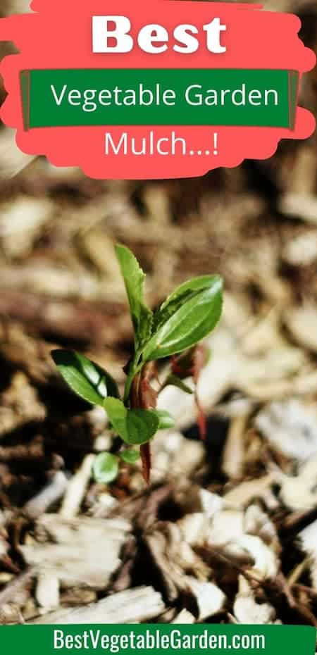 best mulch for raised bed vegetable garden