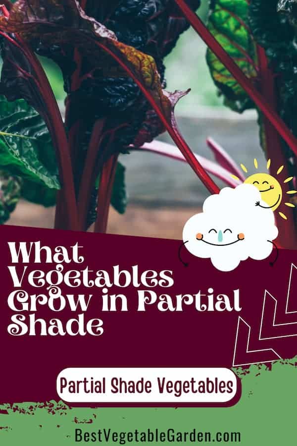 shade loving vegetables