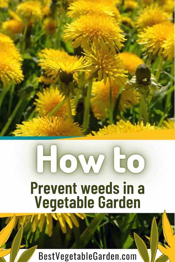 how to prevent weeds in vegetable garden