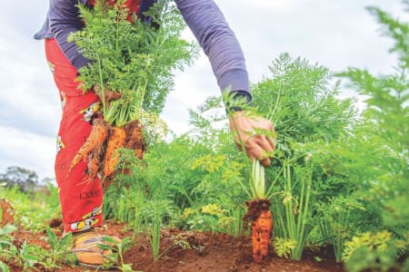 common garden layout for growing vegetables