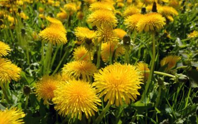 How to Prevent Weeds in a Vegetable Garden