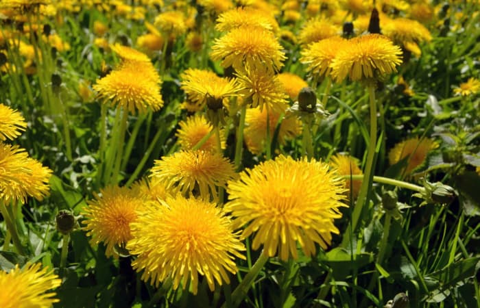 How to Prevent Weeds in a Vegetable Garden