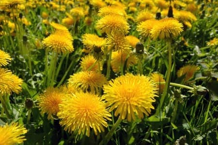 how to keep weeds from growing in my vegetable garden